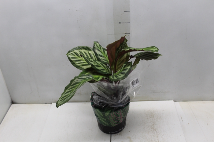 <h4>CALATHEA CORA P17</h4>