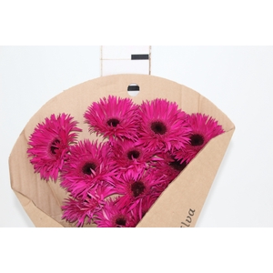 GERBERA SPIDER NOLA < 050 CM > 10 CM DIAM