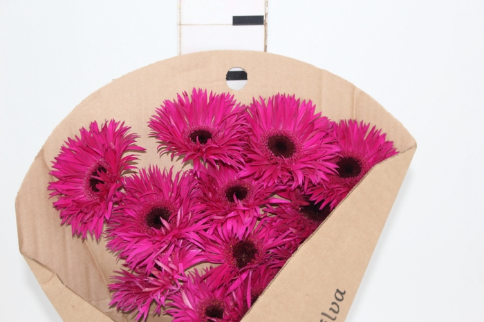 <h4>GERBERA SPIDER NOLA < 050 CM > 10 CM DIAM</h4>