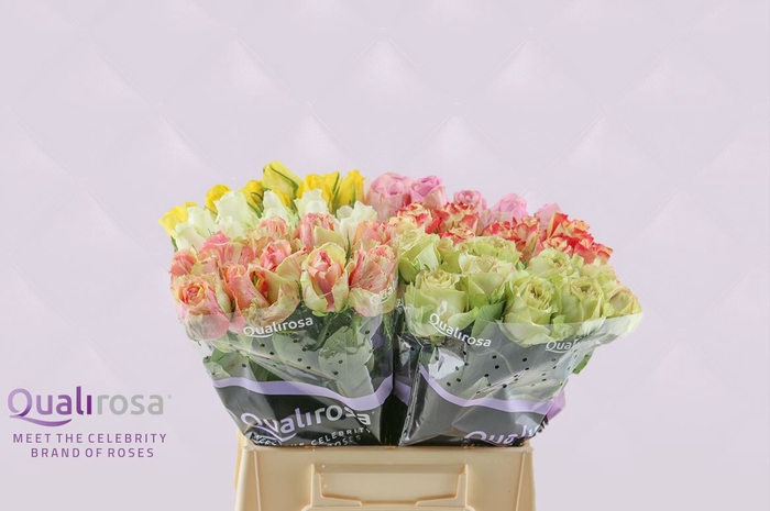 <h4>R Gr Qualirosa Suprise Mix -in box</h4>