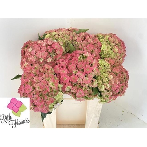 HYDR M ROY ANASTA CL