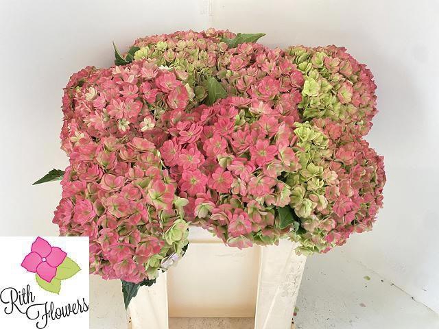 <h4>HYDR M ROY ANASTA CL</h4>