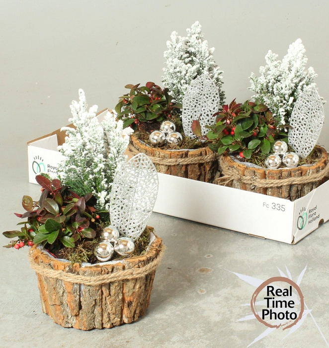 <h4>Arr Tuinplanten</h4>