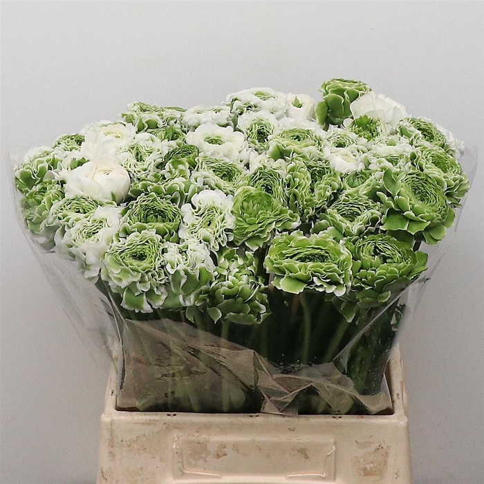 <h4>Ran Ponpon Igloo Green White Extra</h4>