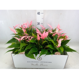 Anthurium andr. 'Lilli'