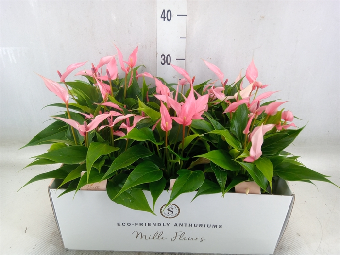 <h4>Anthurium andr. 'Lilli'</h4>