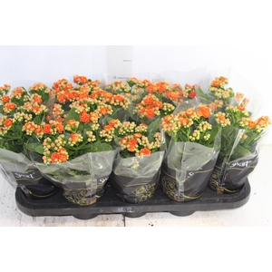 KALANCHOE DOBRADO P11 BICOLOR LARANJA