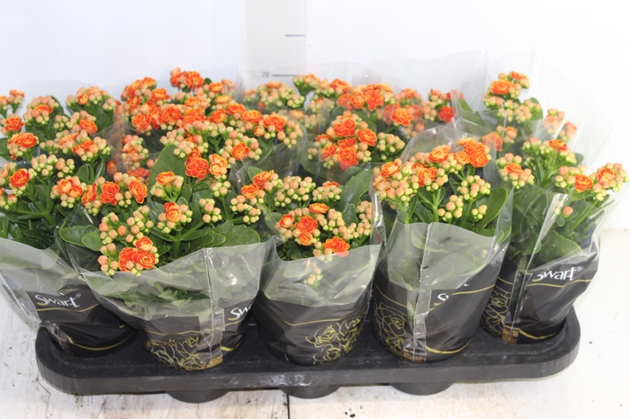 <h4>KALANCHOE DOBRADO P11 BICOLOR LARANJA</h4>