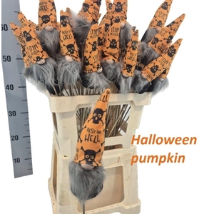 HUIS EN TUINDECO H%