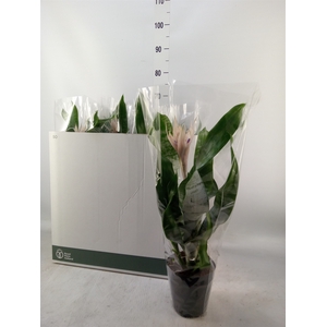 Aechmea fasciata 'Prontoo'
