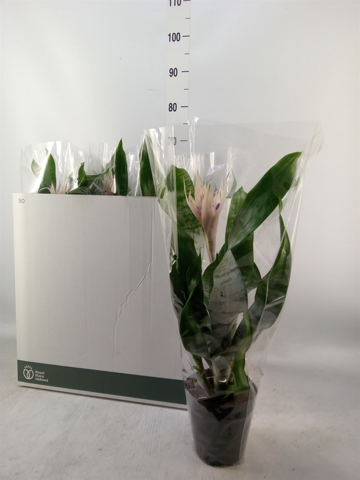 <h4>Aechmea fasciata 'Prontoo'</h4>