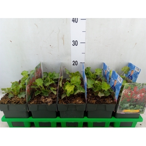 Heuchera sanguinea 'Leuchtkafer'