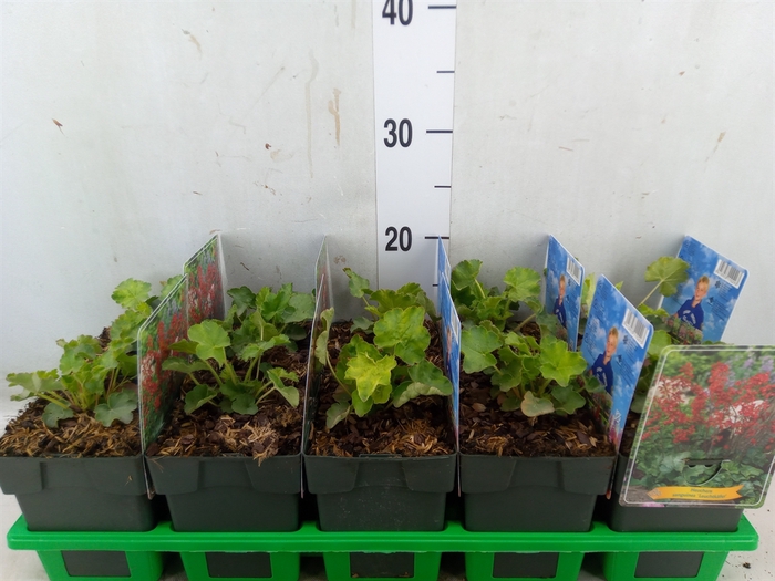 <h4>Heuchera sanguinea 'Leuchtkafer'</h4>