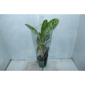 AGLAONEMA BRILLIANT BEAUTY P17