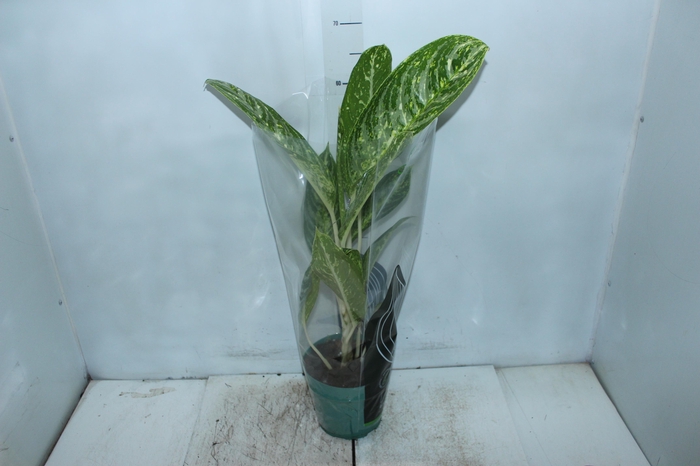 <h4>AGLAONEMA BRILLIANT BEAUTY P17</h4>