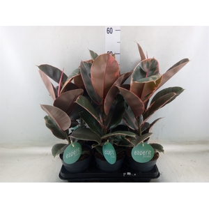 Ficus elastica 'Belize'