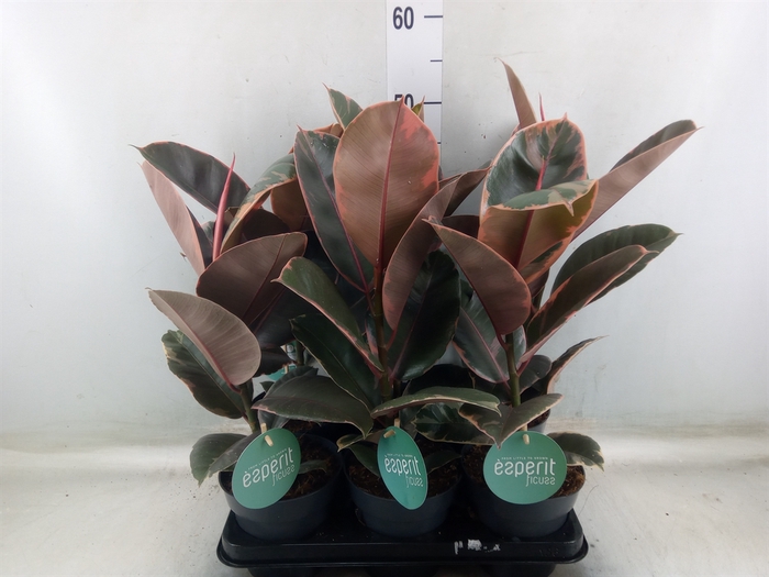 <h4>Ficus elastica 'Belize'</h4>
