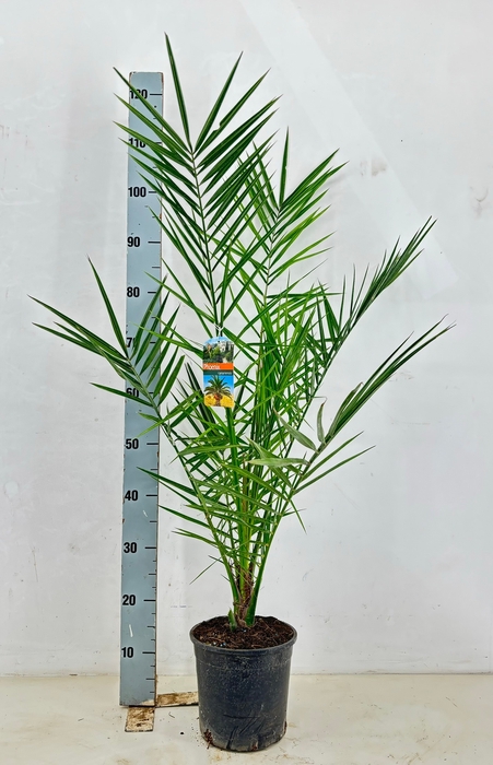 <h4>PHOENIX CANARIENSIS</h4>