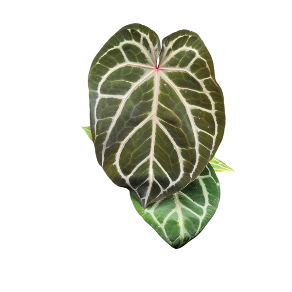 <h4>DocBlock Anthurium Giannina Crystallinum '8' X Michelle® '11'</h4>