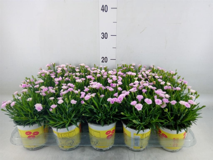 <h4>Dianthus allw. 'Lucky Lips Lola'</h4>