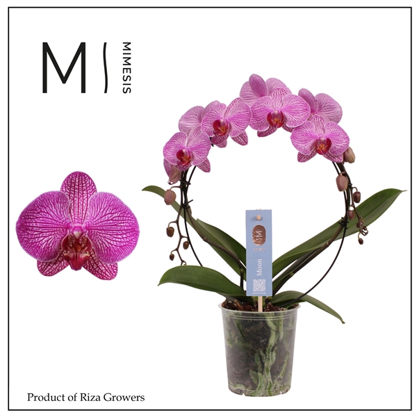 <h4>Mimesis Phal. Moon Pink Stripe - 16+ flowers 12cm</h4>