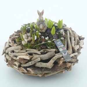 CC265 Arrangementen kamerplanten