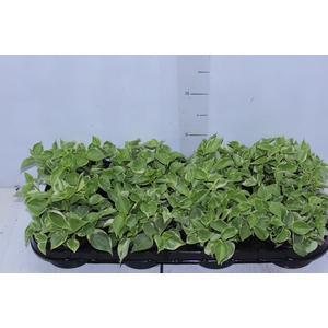 PEPEROMIA SCANDENS C13