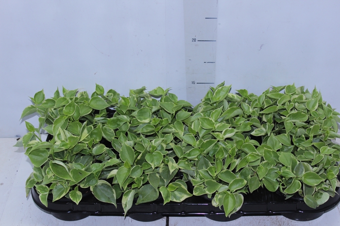 <h4>PEPEROMIA SCANDENS C13</h4>