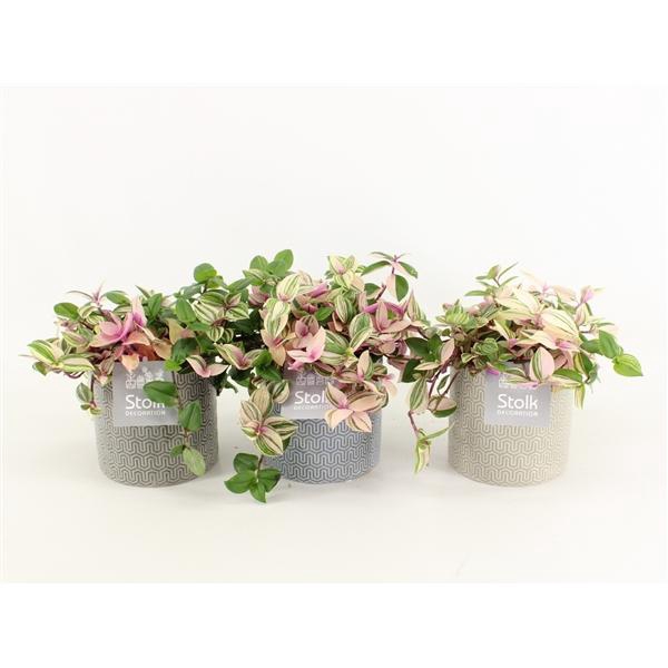<h4>Tradescantia Quadricolor in Gaia pot</h4>