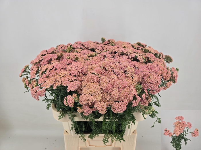 <h4>ACHIL M LIEKIO</h4>