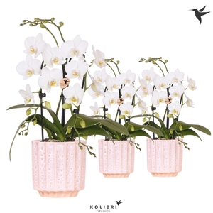 Kolibri Orchids Phalaenopsis Cascade Niagara Fall white 2 spike in Flow pot