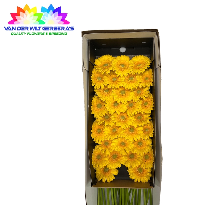 <h4>Germini Banana Doos</h4>