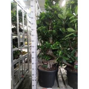 Ficus microcarpa 'Ginseng'