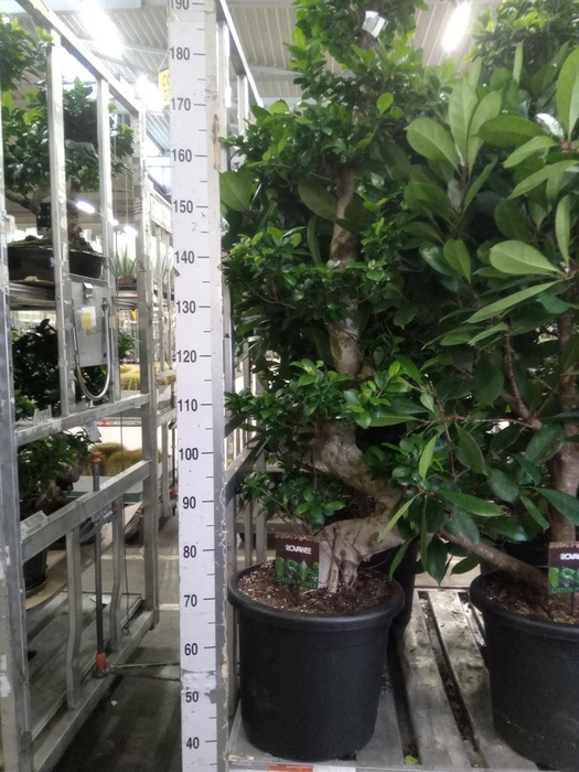 <h4>Ficus microcarpa 'Ginseng'</h4>