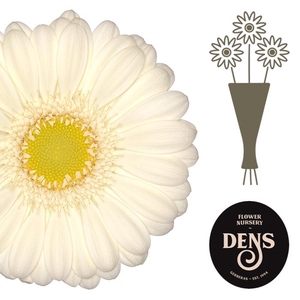 Germini Albino Water