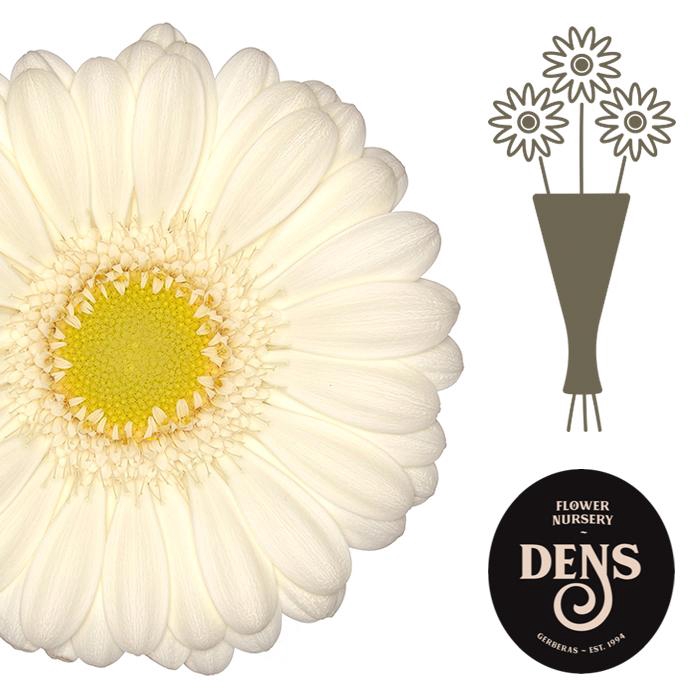 <h4>Germini Albino Water</h4>