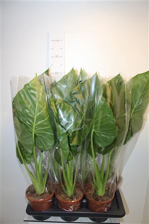 <h4>Aloc Macrorrhizos</h4>
