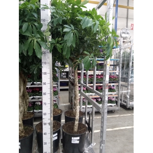 Schefflera arbor. 'Compacta'
