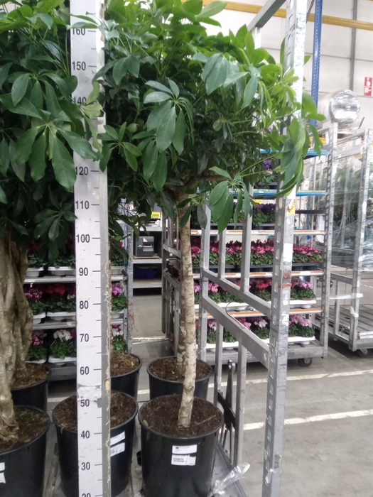 <h4>Schefflera arbor. 'Compacta'</h4>