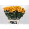 Tagetes Marigold Promise Orange