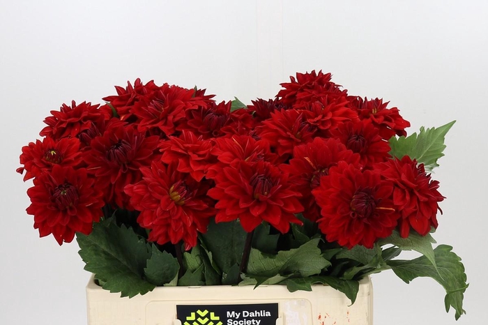 Dahlia Heatwave