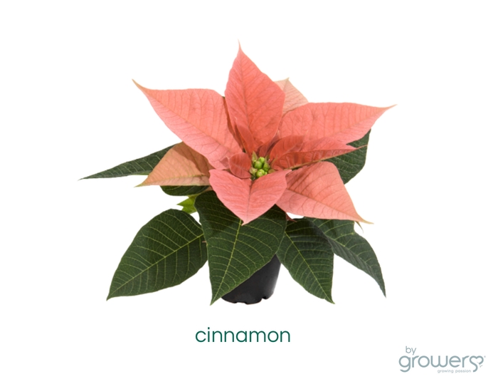 <h4>EUPHORBIA PULCH P6 CINNAMON</h4>