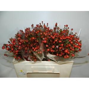 ROSA RED FRUITILIA