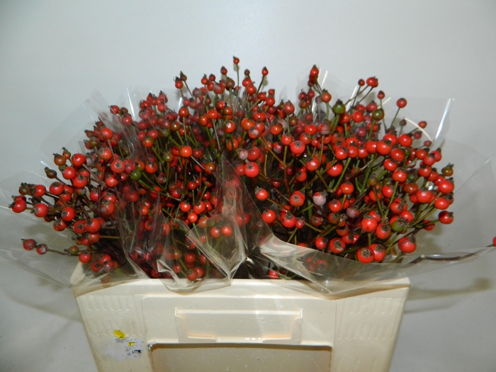 <h4>ROSA RED FRUITILIA</h4>