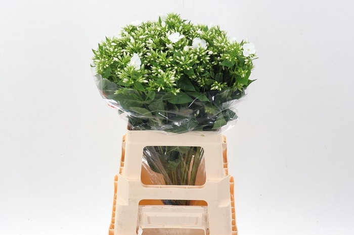 <h4>Phlox P Whitecap</h4>