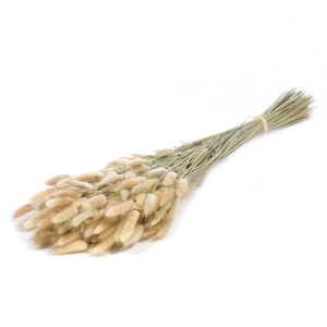 Lagurus Ovatus 100gr Natural