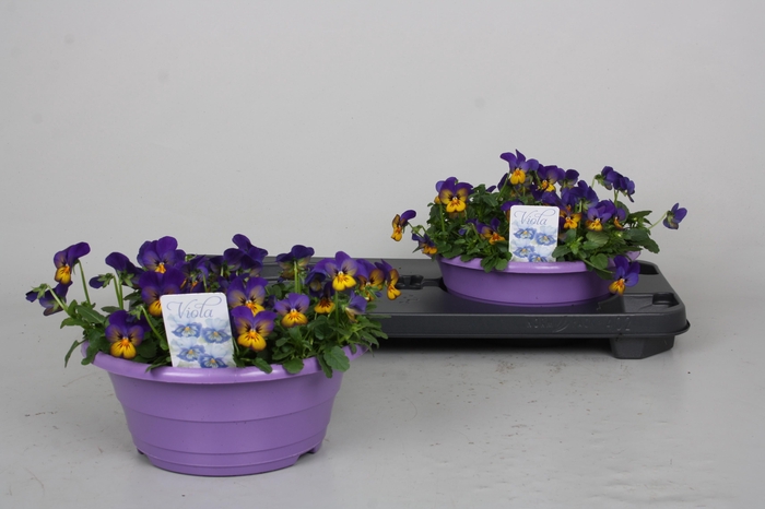 <h4>Vio Co Tw Lav+yel Fa</h4>