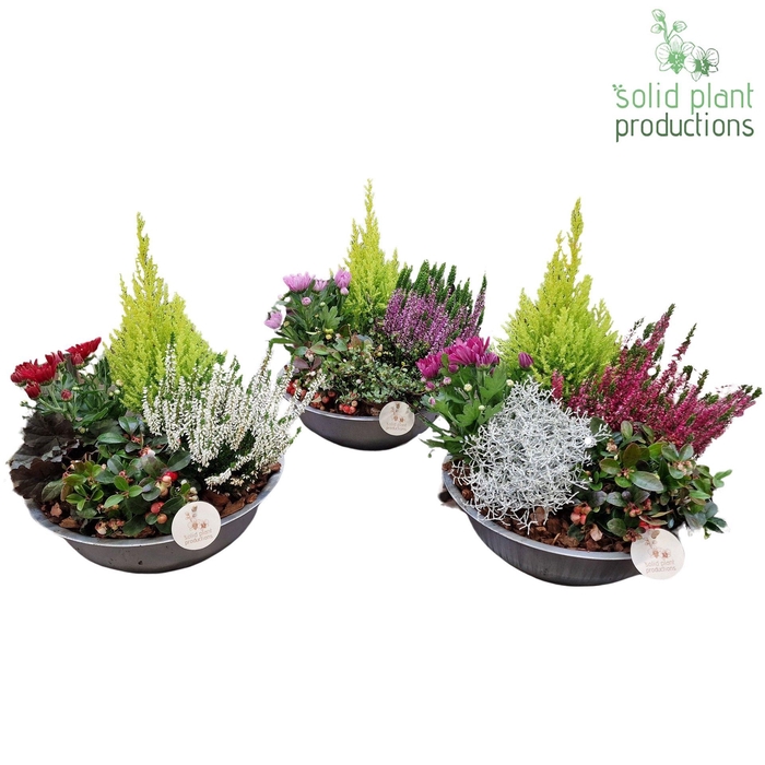 <h4>ZBAC001 Zink Bowl Allerheiligen Mix</h4>