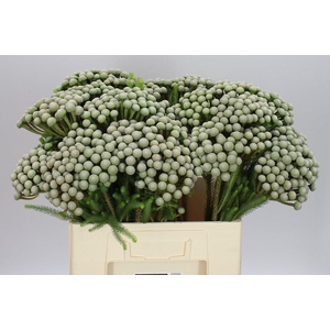 Kaaps Brun Ay Silver Moon X5