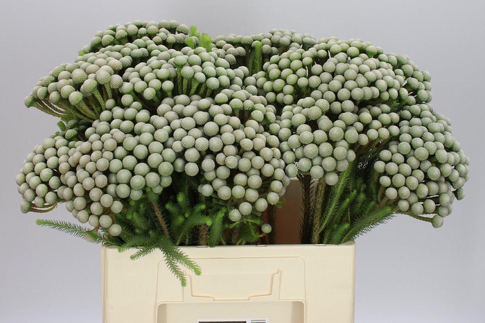 <h4>Kaaps Brun Ay Silver Moon X5</h4>